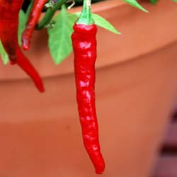 Capsicum Frutescens Chili Pepper